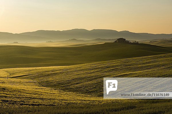 Toskanische Landschaft mit Gehöft auf Hügel und Kornfeldern im Morgenlicht  San Quirico d'Orcia  Val d'Orcia  Toskana  Italien  Europa