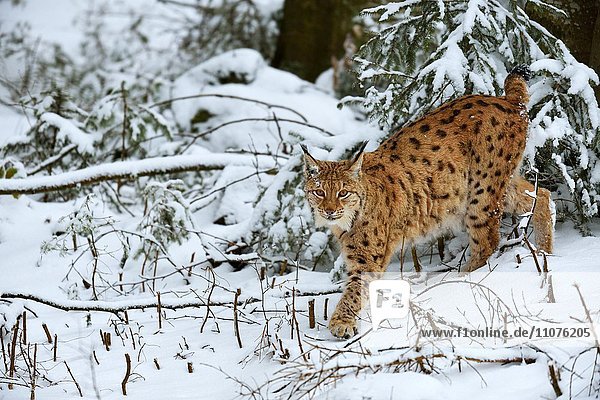 Luchs oder Nordluchs (Lynx lynx) streift durch den frisch verschneiten Wald  Tierfreigehege  captive  Nationalpark Bayerischer Wald  Bayern  Deutschland  Europa