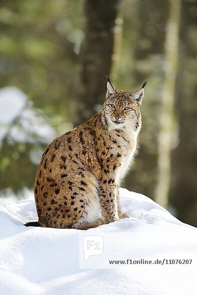 Eurasischer Luchs  Nordluchs (Lynx lynx) sitzt im Schnee  Tierfreigelände  captive  Nationalpark Bayerischer Wald  Bayern  Deutschland  Europa
