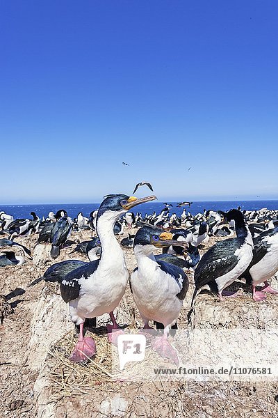 Blauaugenscharbe (Phalacrocorax atriceps)  Kolonie  Falklandinseln  Südatlantik  Südamerika