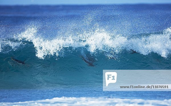 Eselspinguine (Pygoscelis papua papua) reiten Wellen  Falklandinseln  Südatlantik  Südamerika