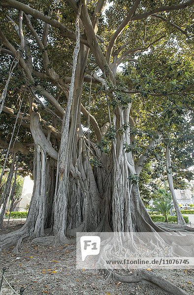 Großblättrige Feige (Ficus macrophylla)  Piazza Marina  Kalsa  Palermo  Sizilien  Italien  Europa