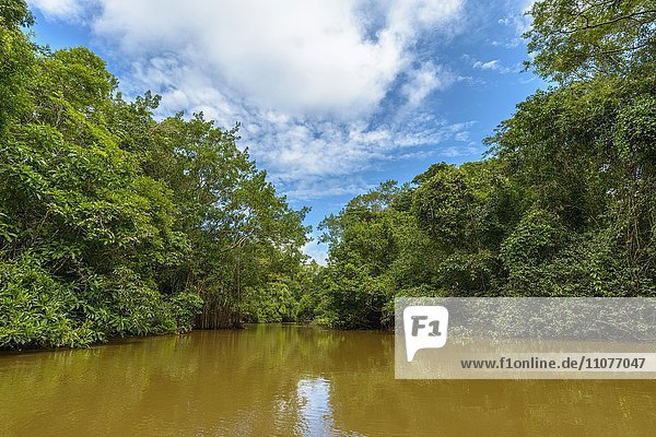 Río Aguas Negras  Fluss mit dichter Regenwaldvegetation an Ufern  Dschungel  Nationalpark Cuyabeno  Amazonien  Provinz Sucumbíos  Ecuador  Südamerika