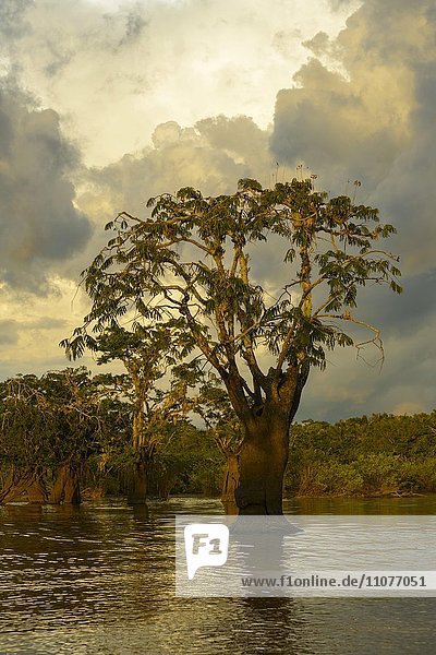 Baum (Macrolobium acaciifolium) in Laguna Grande  dramatische Wolken  Nationalpark Cuyabeno  Amazonien  Provinz Sucumbíos  Ecuador  Südamerika