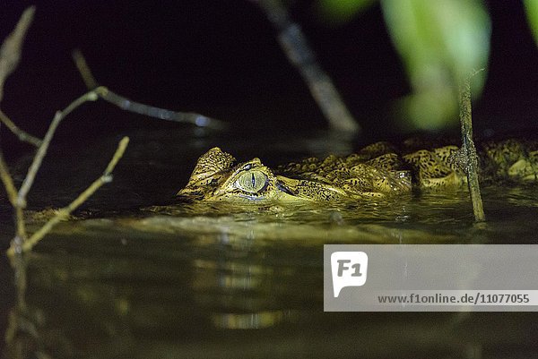 Krokodilkaiman (Caiman crocodilus)  Brillenkaiman lauert im Wasser  Nationalpark Cuyabeno  Amazonien  Provinz Sucumbíos  Ecuador  Südamerika