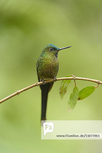 Landschwanzsylphe (Aglaiocercus coelestis)  Kolibri (Trochilidae) sitzt auf Zweig  Waldschutzgebiet Mindo Nambillo  Provinz Pichincha  Ecuador  Südamerika