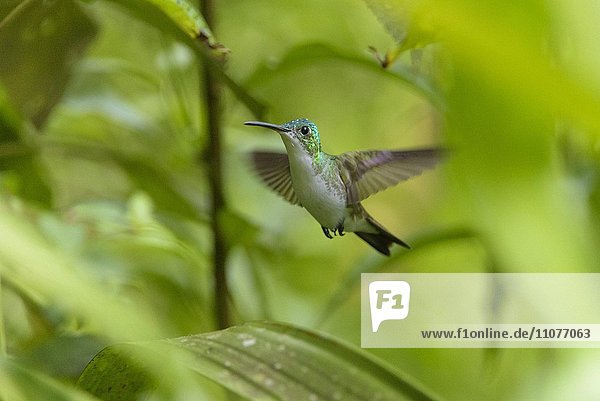 Andenamazilie (Amazilia franciae)  Kolibri (Trochilidae) im Flug  Waldschutzgebiet Mindo Nambillo  Provinz Pichincha  Ecuador  Südamerika