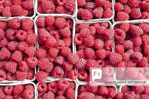 Fresh raspberries in boxes at market stall  Bremen  Germany  Europe