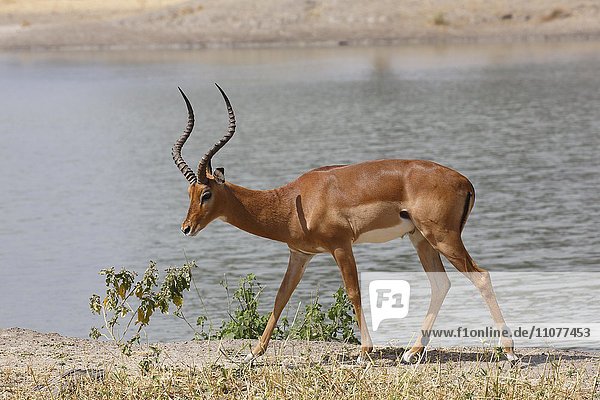 Schwarzfersenantilope  Impala (Aepyceros melampus)  Impalabock am Fluss  Männchen  Tarangire Nationalpark  Tansania  Afrika