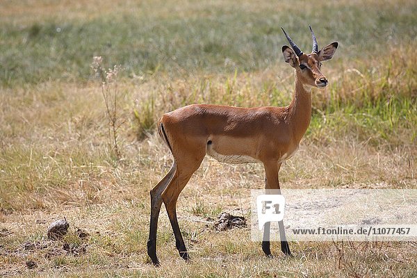 Schwarzfersenantilope  Impala (Aepyceros melampus)  Lake Manyara Nationalpark  Tansania  Afrika