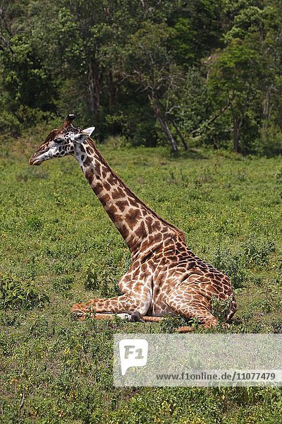 Massai Giraffe (Giraffa camelopardalis) sitzt am Boden  Arusha-Nationalpark  Tansania  Afrika