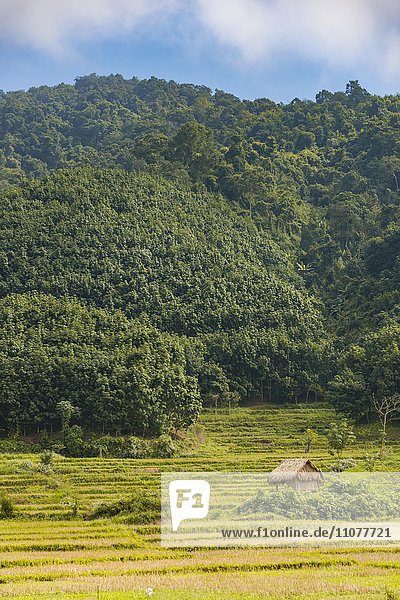 Abgeerntete Reisfelder mit kleiner Hütte  Luang Namtha  Luang Namtha  Laos  Asien