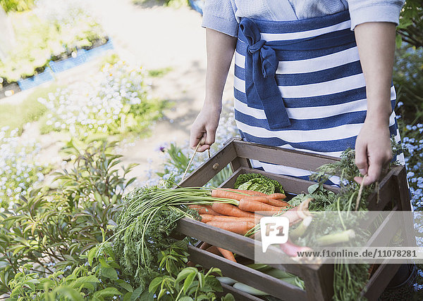 Frau erntet frische Karotten und Gemüse im Garten