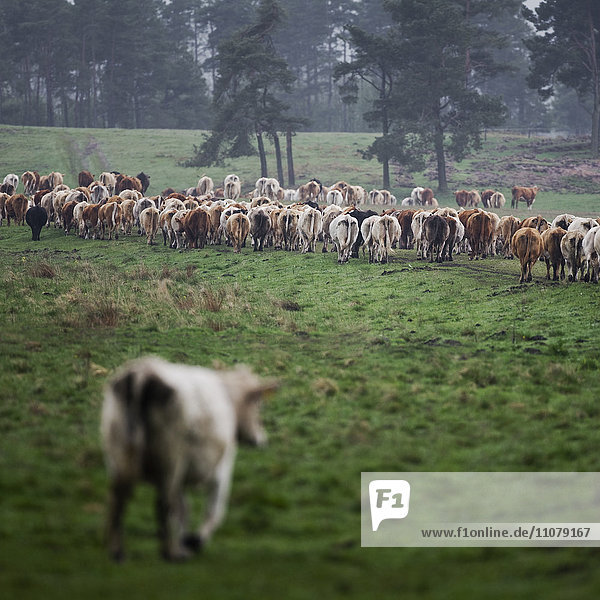Herd of cows in pasture