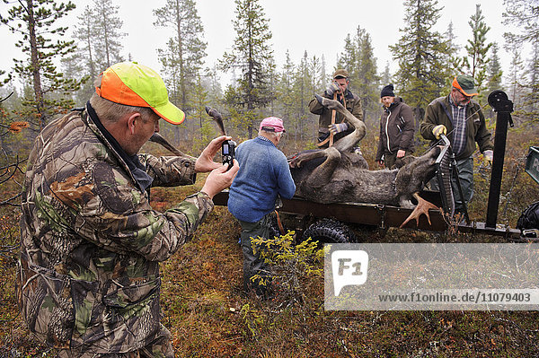 People pulling dead elk in forest