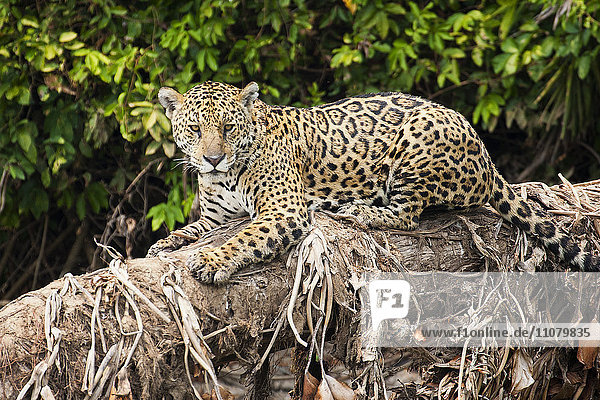 Jaguar resting on large tree trunk