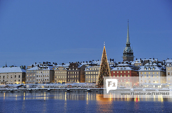 Weihnachtsbaum mit Gebäuden im Hintergrund