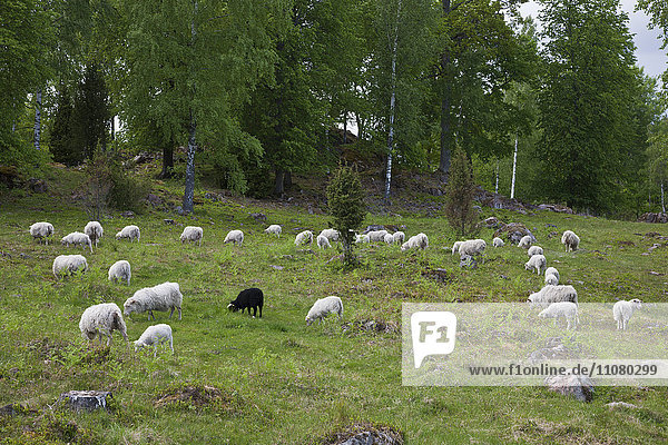 Weidende Schafe in Waldnähe