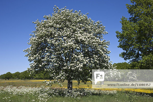 Blossoming tree in meadow