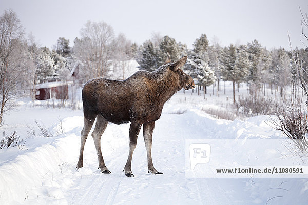 Elk standing on country road