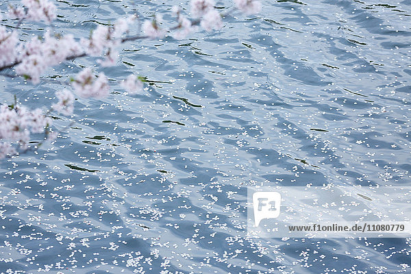 Kirschblüten auf dem Wasser
