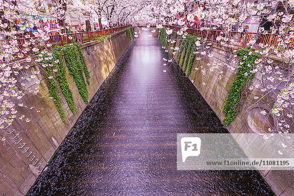 Cherry blossoms at Meguro river  Tokyo  Japan