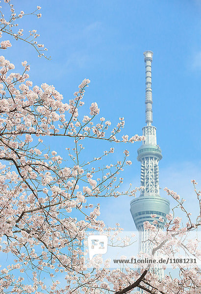 Cherry blossoms and Skytree tower