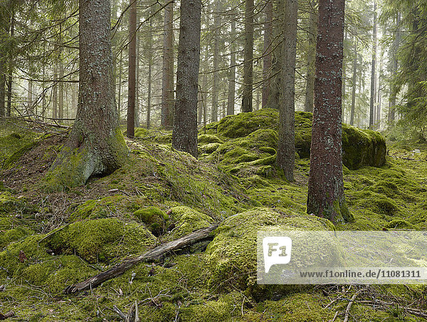 Moss in spruce forest