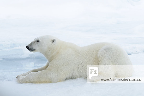 Polar bear lying down