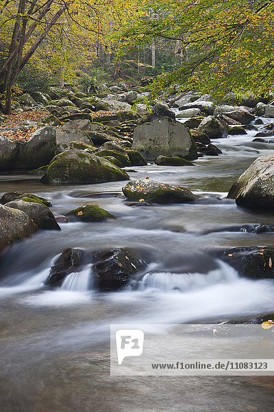 Flowering stream  Great Smoky Mountains national park  USA