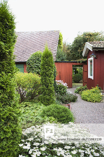 Thujas in garden  Sweden
