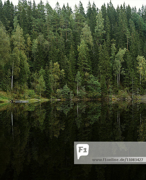 Forest reflecting in lake  Bergslagen  Sweden