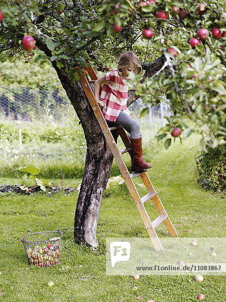 Girl on ladder picking apples  Varmdo  Uppland  Sweden