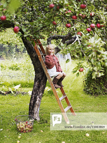 Girl on ladder eating apple  Varmdo  Uppland  Sweden