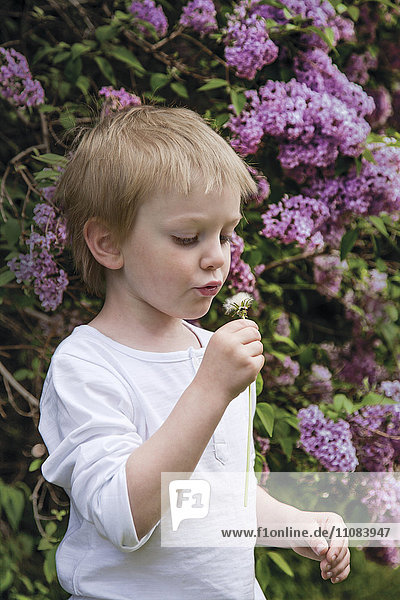 Boy blowing dandelion  Skane  Sweden