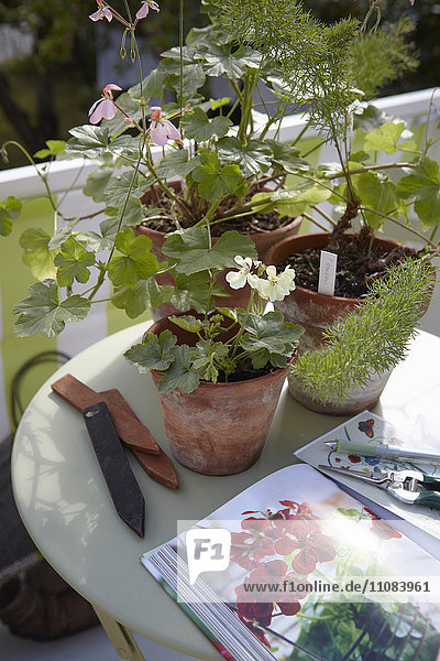 Topfpflanzen auf einem Tisch