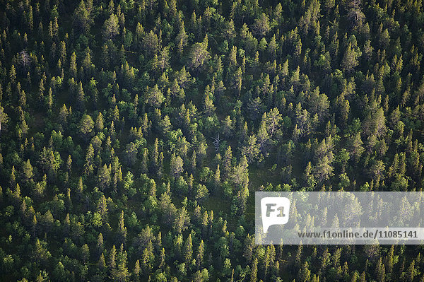 Aerial view of a forest  Sweden.