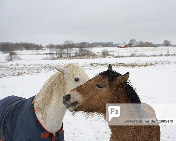 ein weißes und ein braunes Pferd  Schweden.