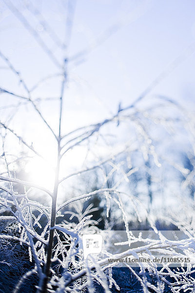 Zweige mit Frost