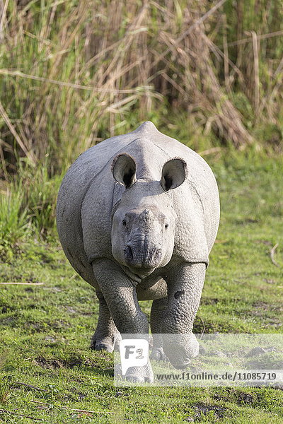 Indisches Panzernashorn  Rhinoceros unicornis  Kaziranga-Nationalpark  Assam  Indien  Asien