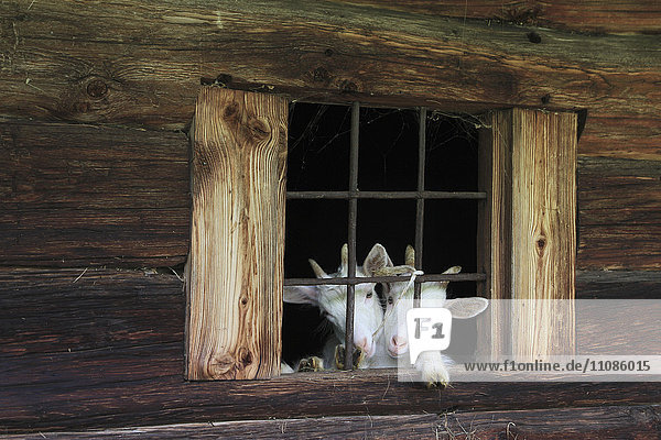 Ziegen am Fenster des alten Holzhauses