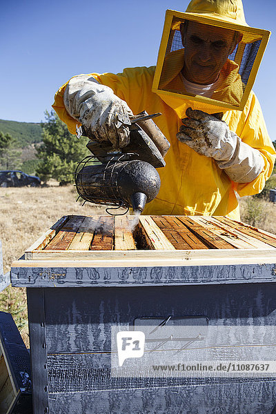 Imker im Schutzanzug mit Raucher am Bienenstock