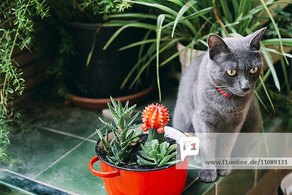 Russische blaue Katze zwischen Topfpflanzen sitzend