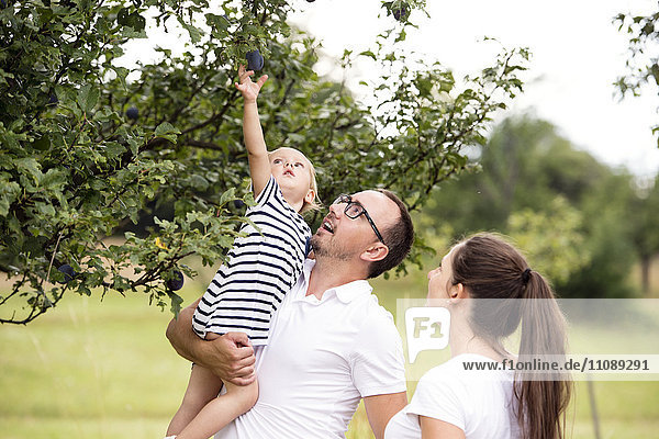 Little girl reaching for plum in tree from father's arms