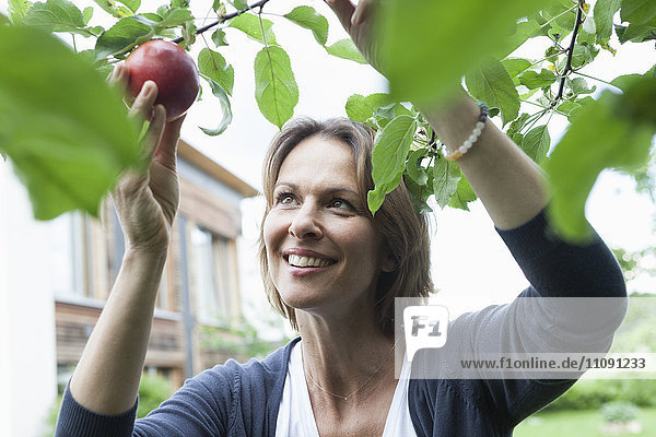 Lächelnde Frau pflückt Apfel vom Baum