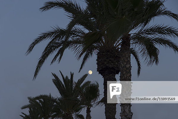 Spanien  Bahia de Mazarron  Mond zwischen Palmen in der Dämmerung