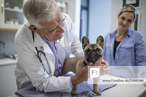 Tierarzt untersucht französische Bulldogge