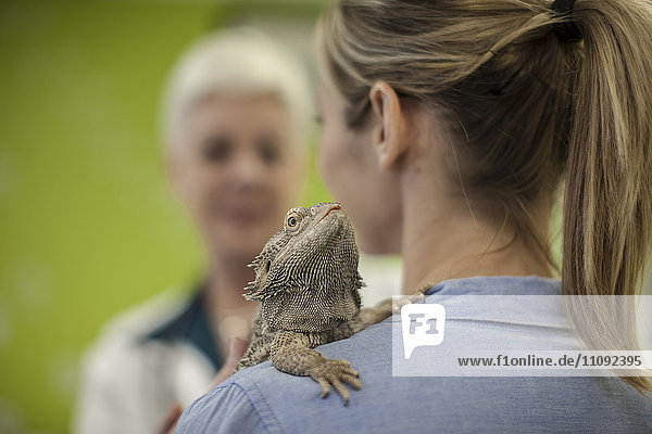 Bearded dragon on shoulder of a woman at the veterinarian