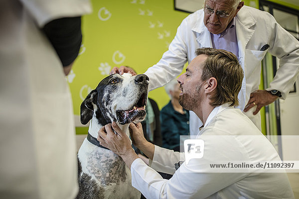 Tierarzt untersucht Deutsche Dogge