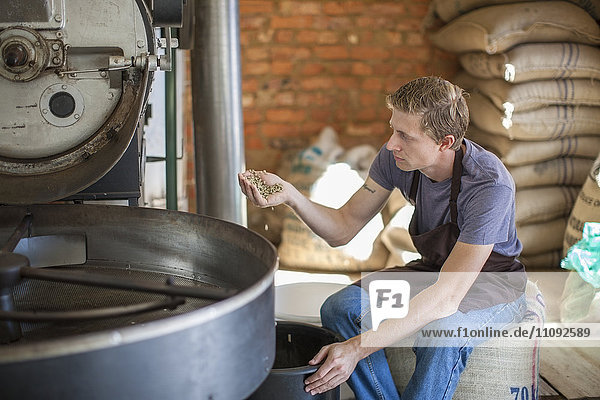 Coffee roaster checking the quality of beans